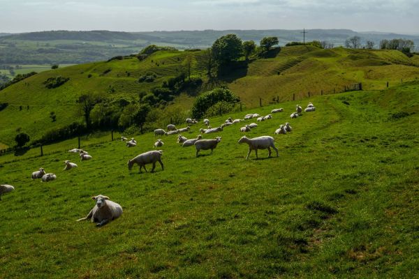 sheep on hillside